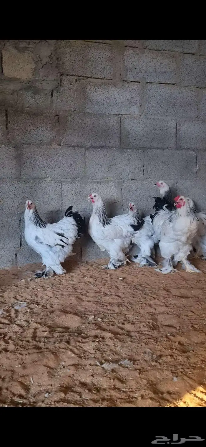 دجاج براهما كولومبي وبلو واسود 1