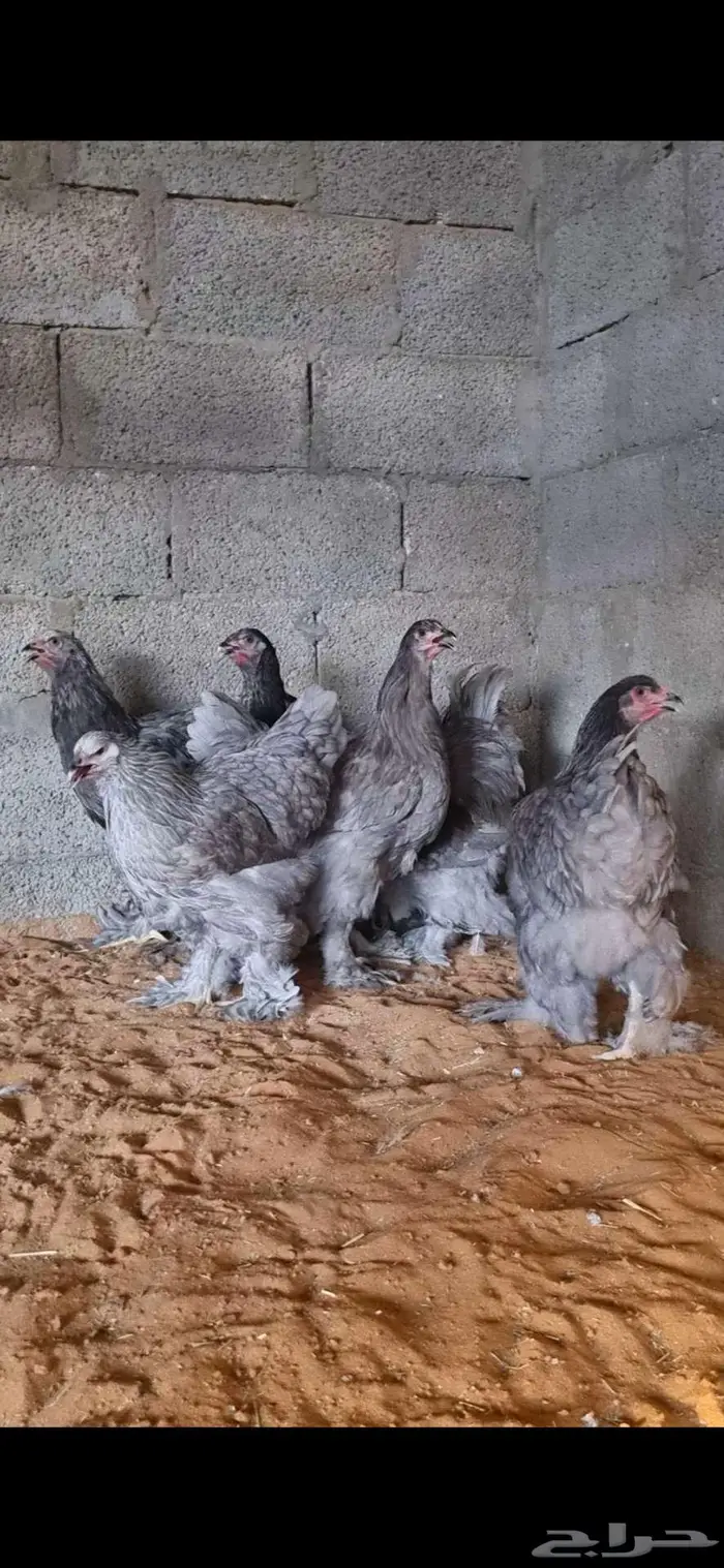 دجاج براهما كولومبي وبلو واسود 0