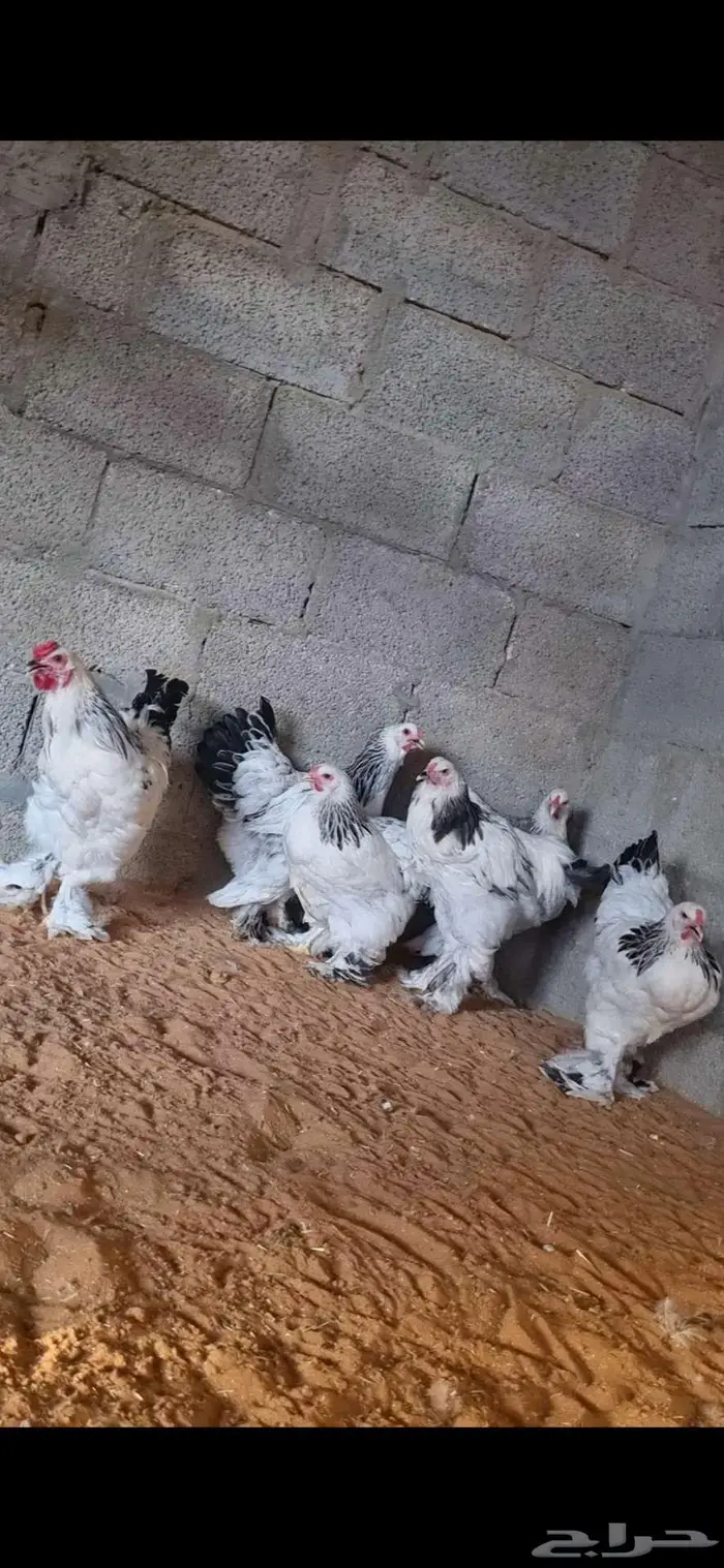 دجاج براهما كولومبي وبلو واسود 2