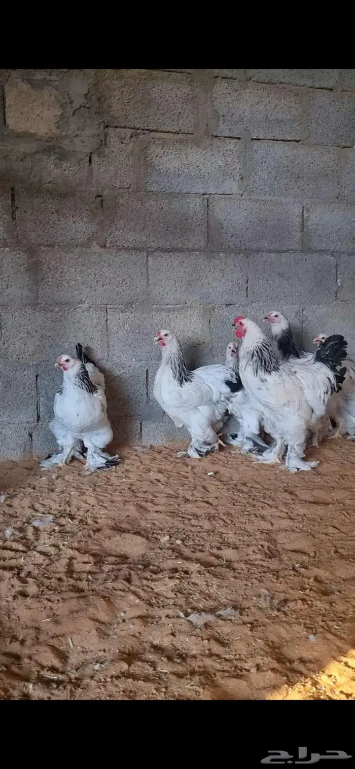 دجاج براهما كولومبي وبلو واسود 3