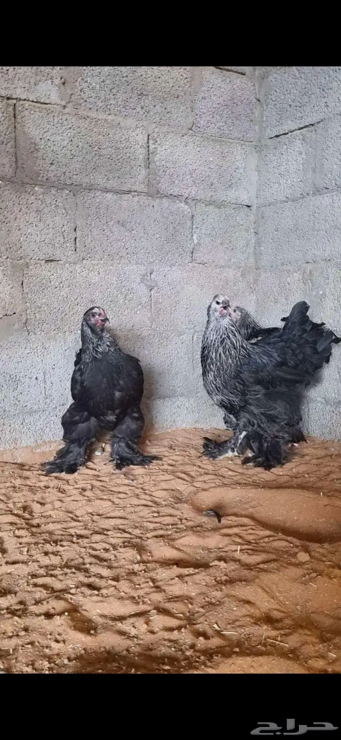 دجاج براهما كولومبي وبلو واسود 4