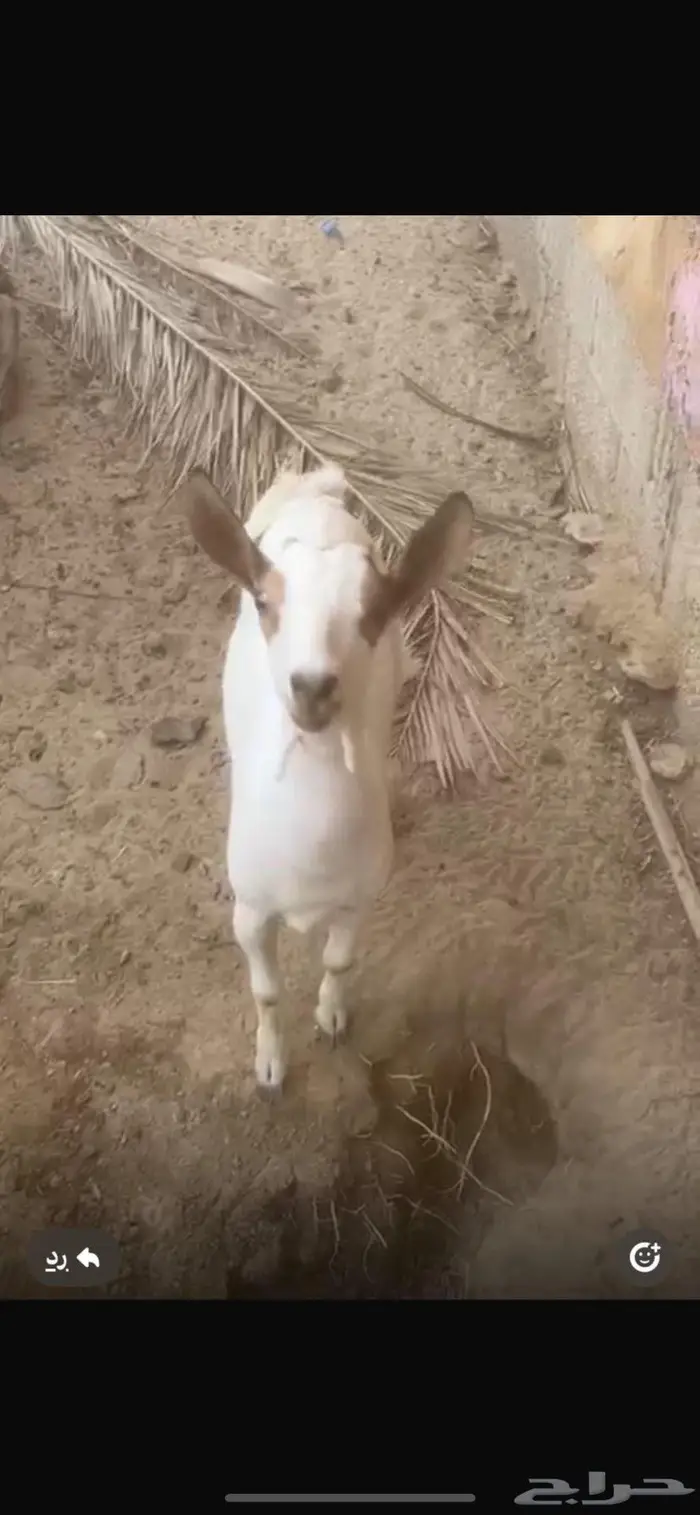 ماعز جنوبي 0