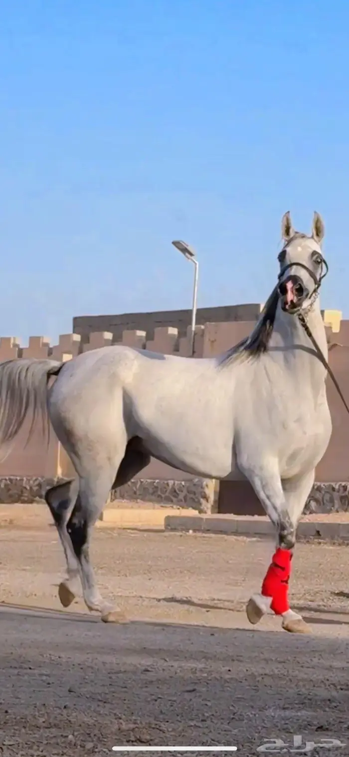 فرس شعبية شيخة تنافس الواهو 3