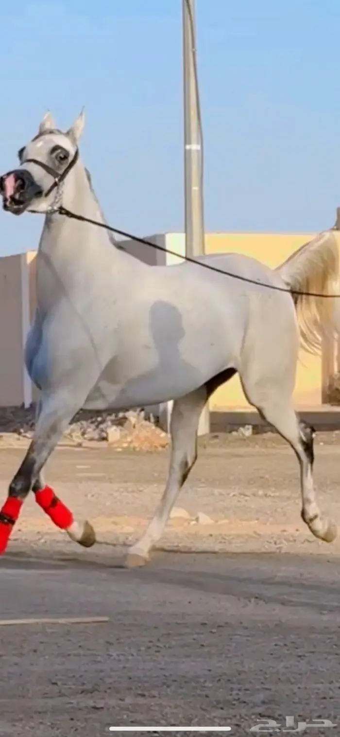 فرس شعبية شيخة تنافس الواهو 2