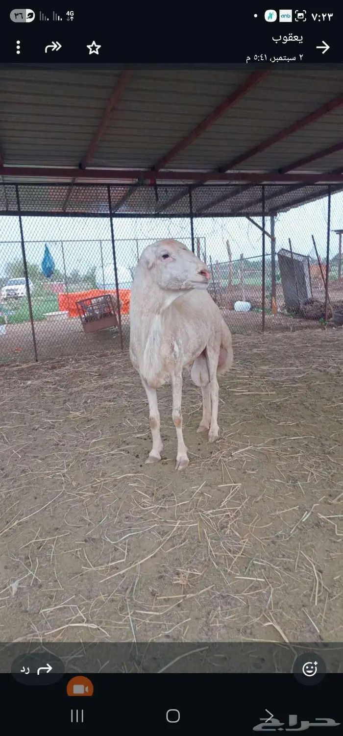 ابو حجر الاعلى 1