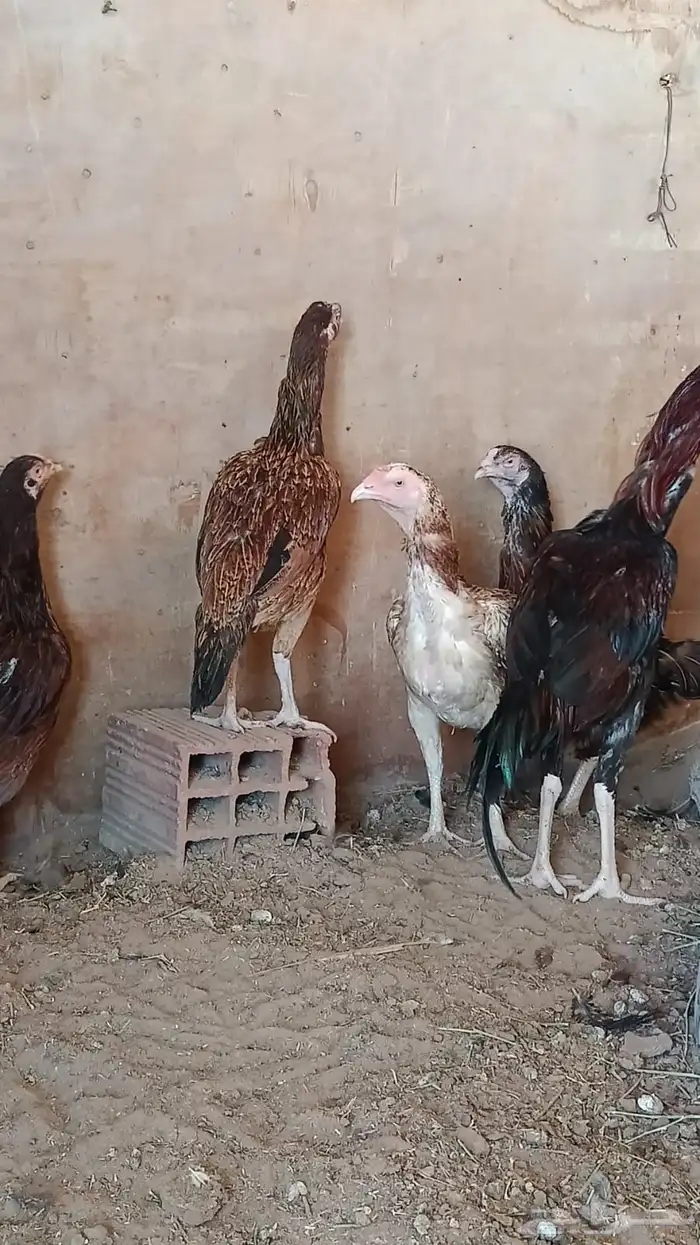 للبيع دجاج بكستاني 4