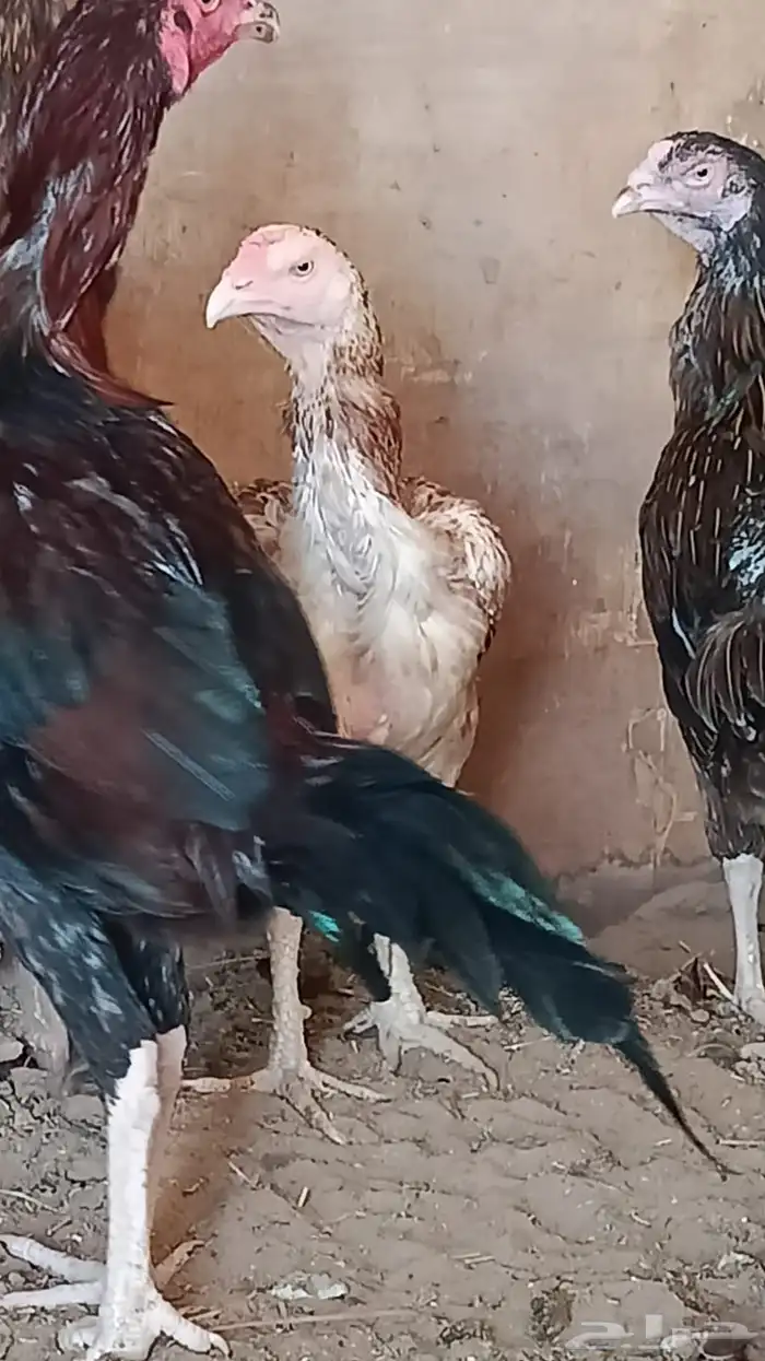 للبيع دجاج بكستاني 3