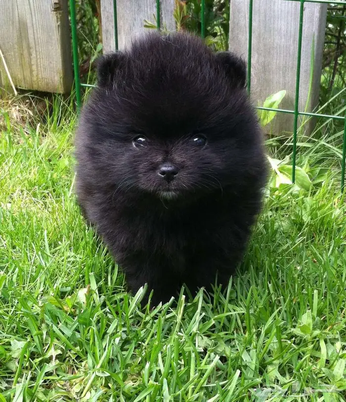 Pomeranian  mini toy poodle  shitzu  yorki  chiuaua 0