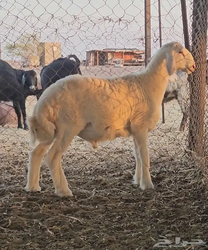 مشروع فحل 1