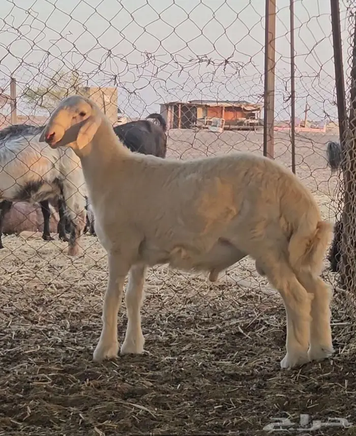 مشروع فحل 0