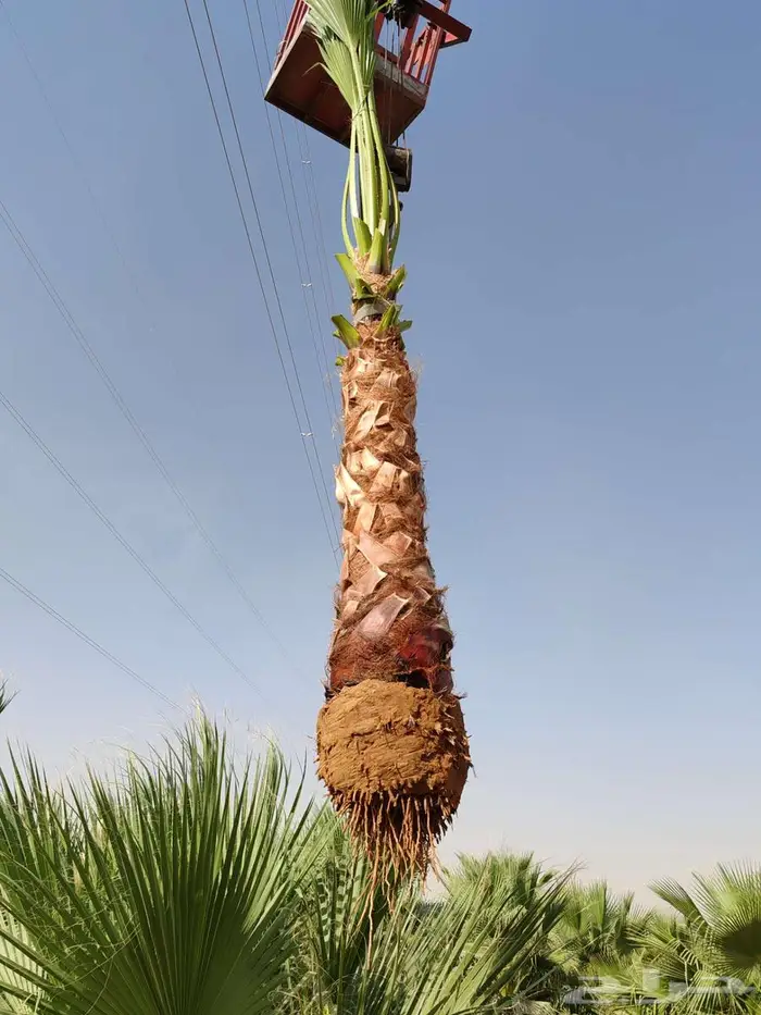 نخل واشنطن واشنطن 6