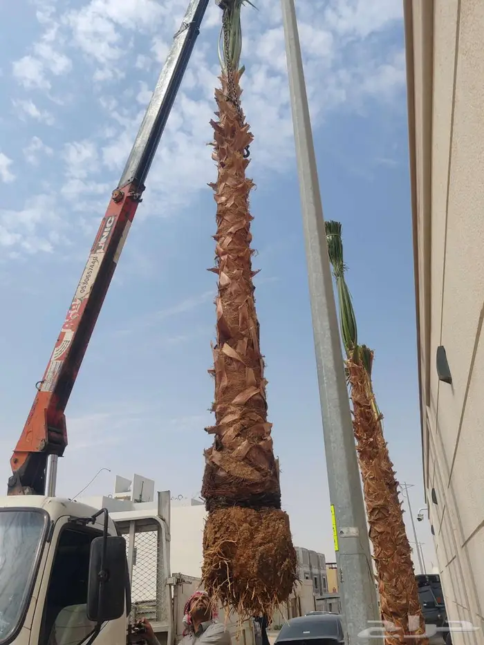 نخل واشنطن واشنطن 5