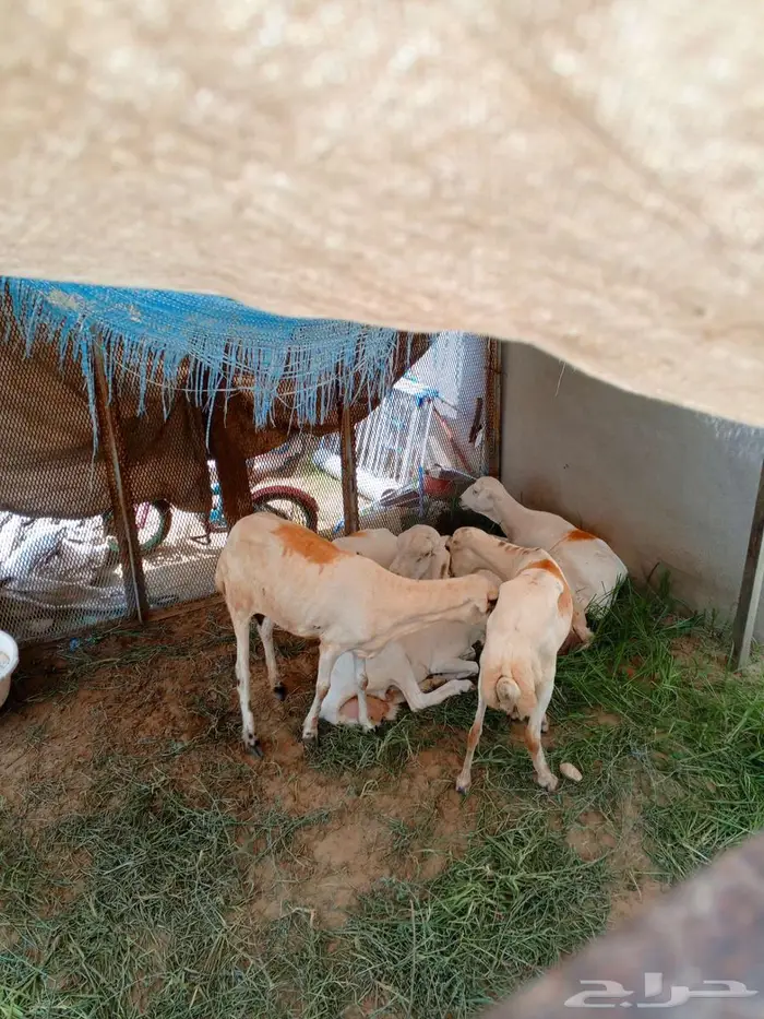 ضان للبيع العدد5و1فحل 1
