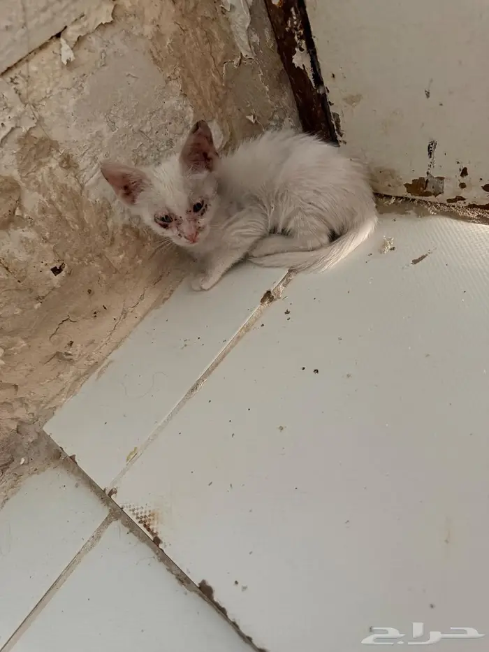 لتبني قطوة 0