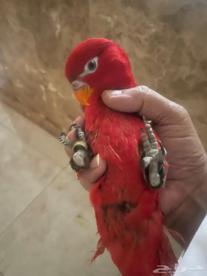 لوري شاترنج 2