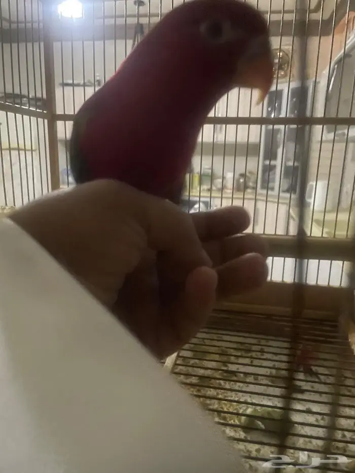 لوري شاترنج 1