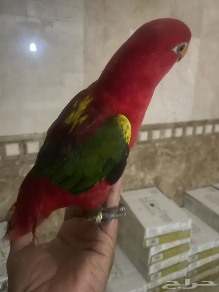 لوري شاترنج 0