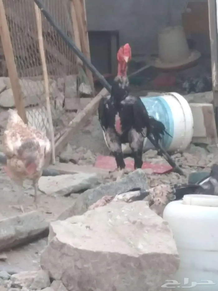 دجاج للبيع 3