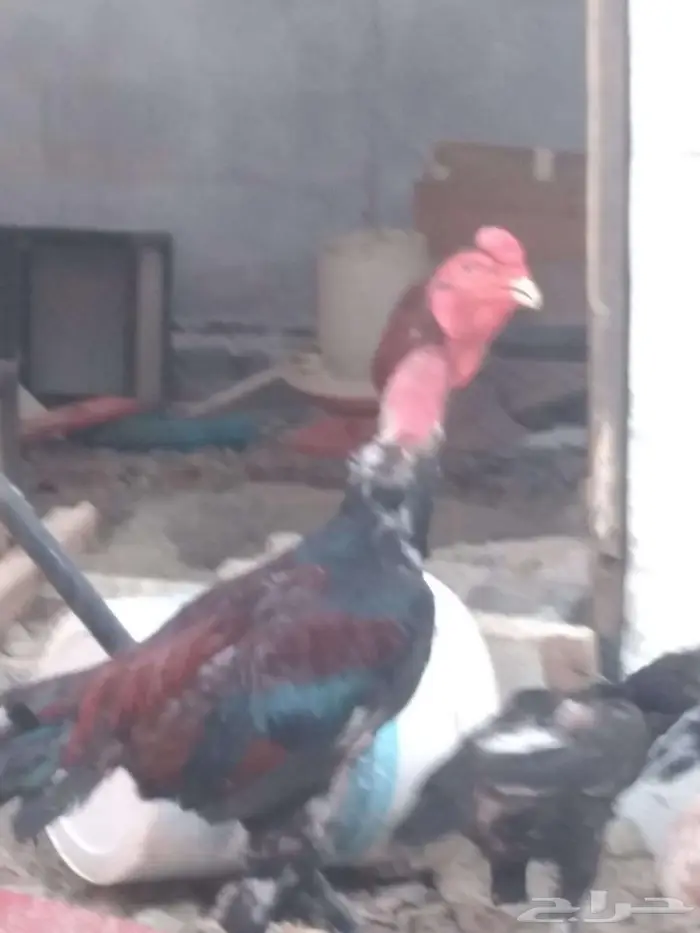 دجاج للبيع 1