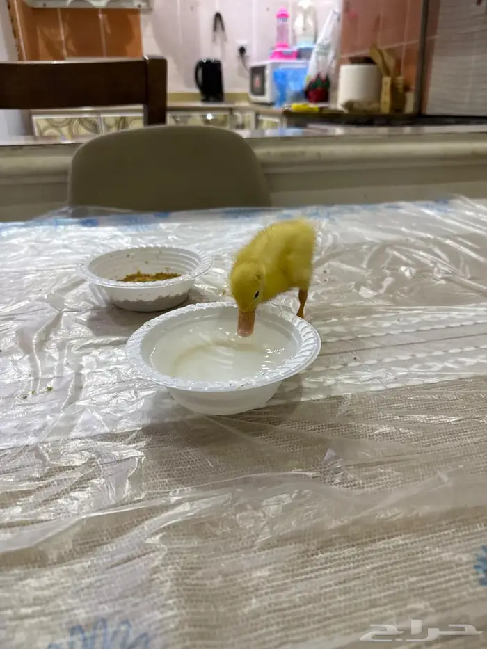 بطة للبيع 2