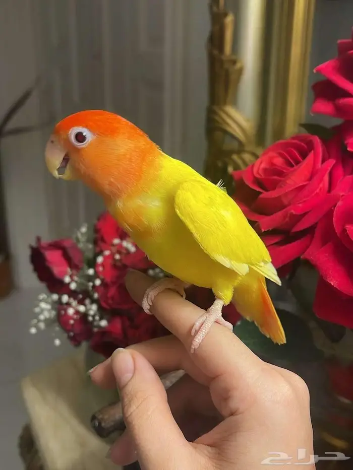 أجمل ببغاء روز اليف جدا ولعوب ومغرررد تغريد جميل 2