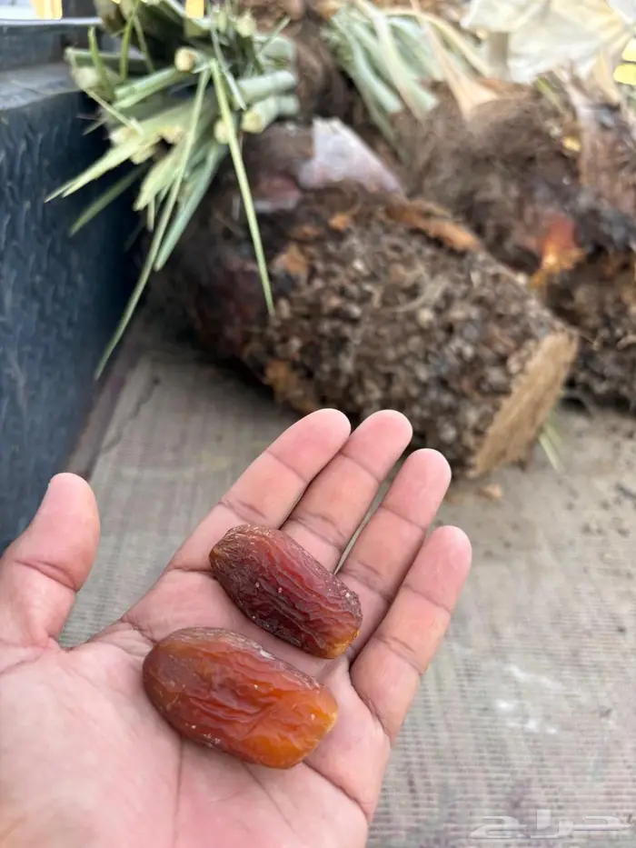 غرس وخلع وبيع فروخ نخل 3