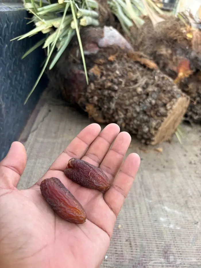 غرس وخلع وبيع فروخ نخل 5