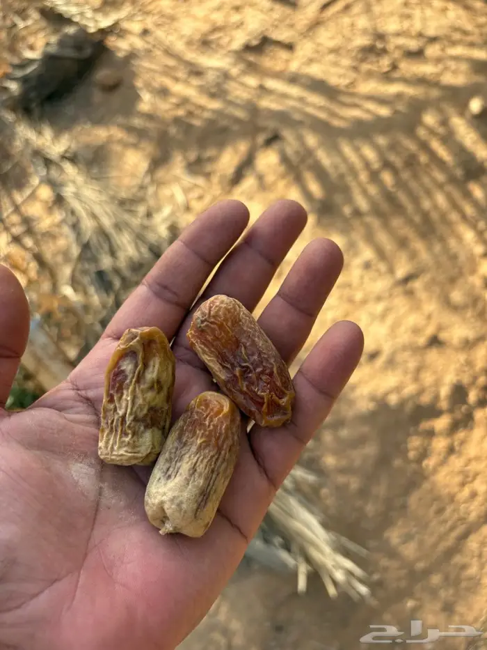 غرس وخلع وبيع فروخ نخل 2