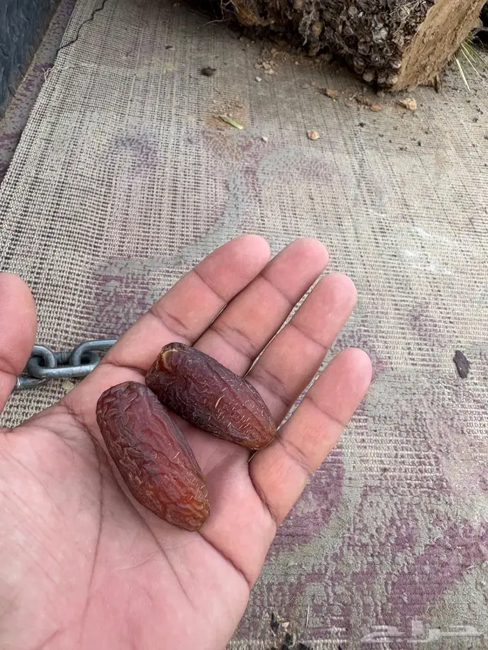 غرس وخلع وبيع فروخ نخل 4