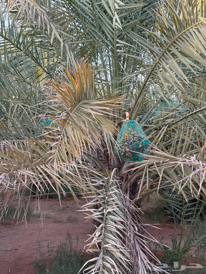 غرس وخلع وبيع فروخ نخل 6