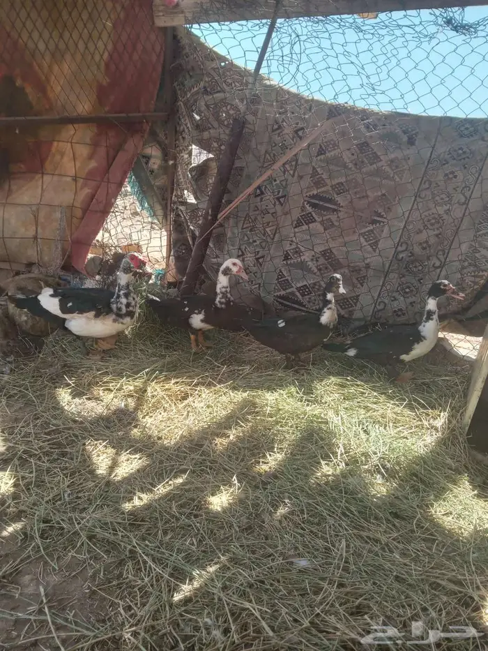 بط مكسوفي 1