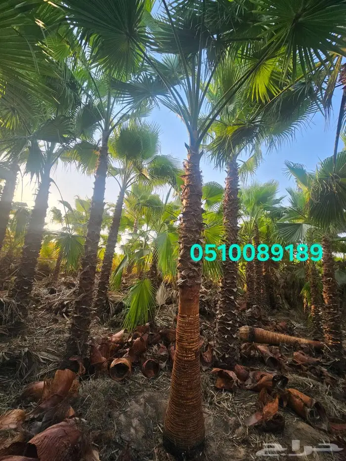 نخل واشنطني 5