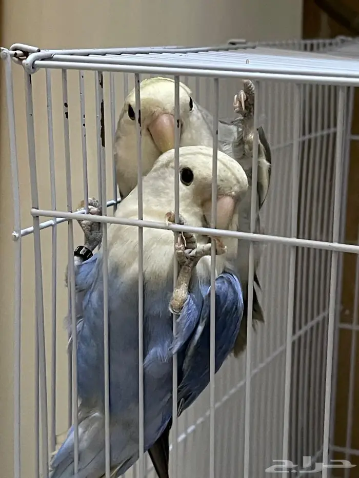 للبيع طيور روز ذكر وانثى مع قفص واكل 1