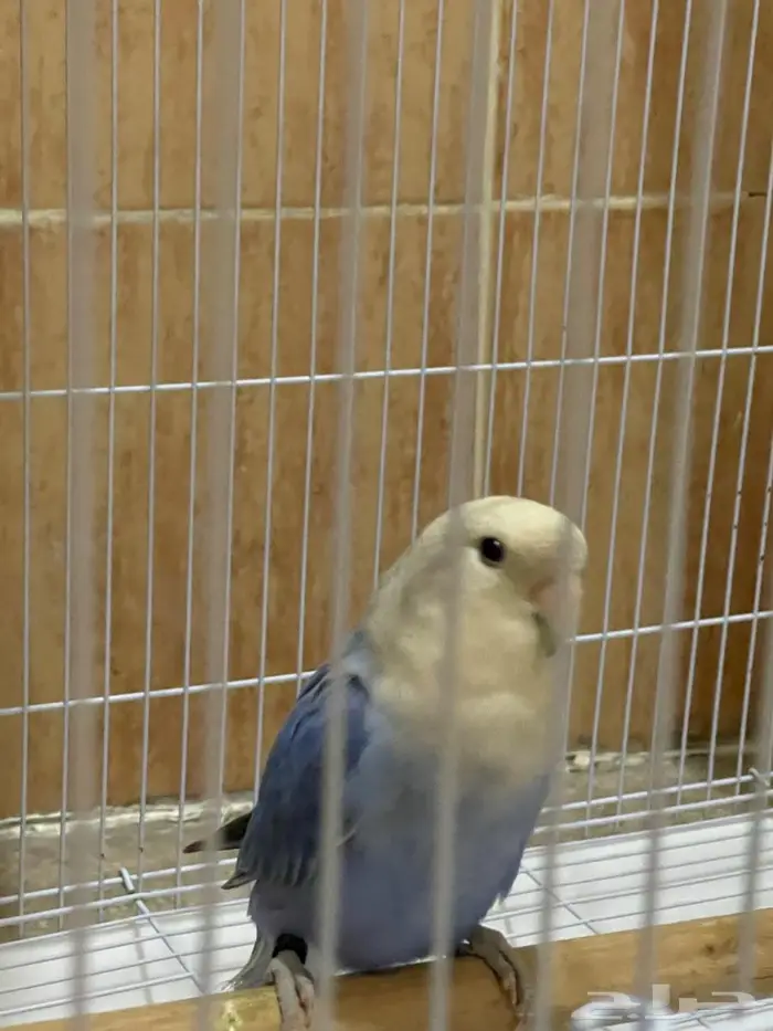 للبيع طيور روز ذكر وانثى مع قفص واكل 5