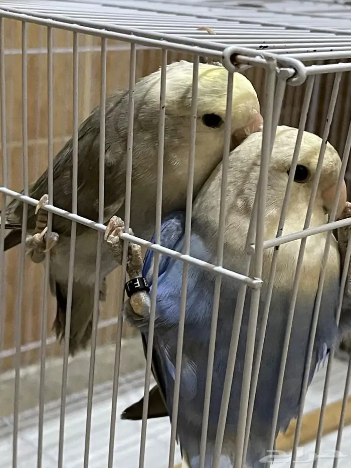 للبيع طيور روز ذكر وانثى مع قفص واكل 2