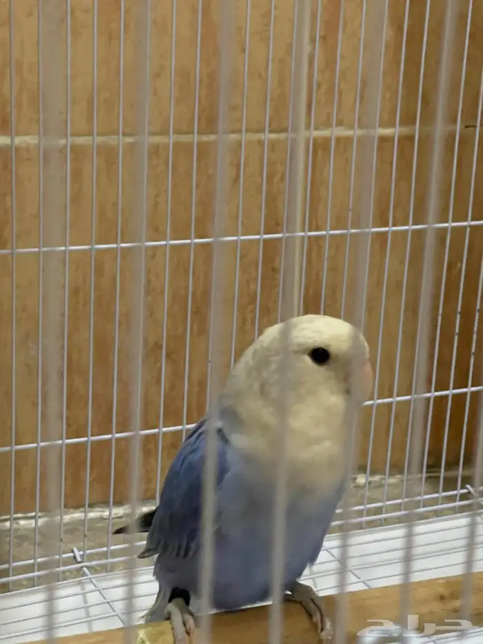 للبيع طيور روز ذكر وانثى مع قفص واكل 0