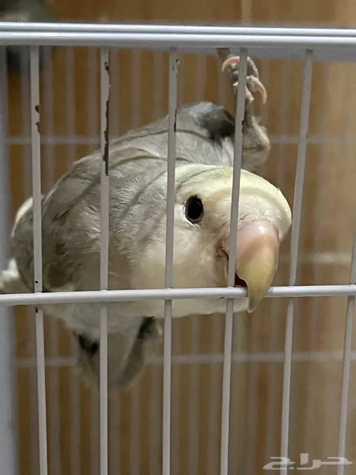للبيع طيور روز ذكر وانثى مع قفص واكل 4