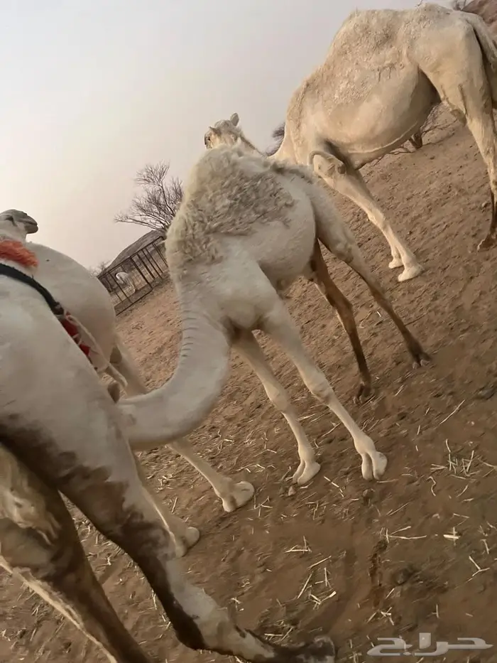 ناقه وضحا رمانيه تحتها بكره 4