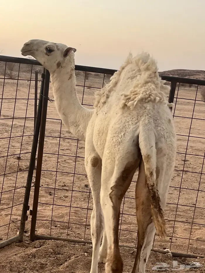 ناقه وضحا رمانيه تحتها بكره 3