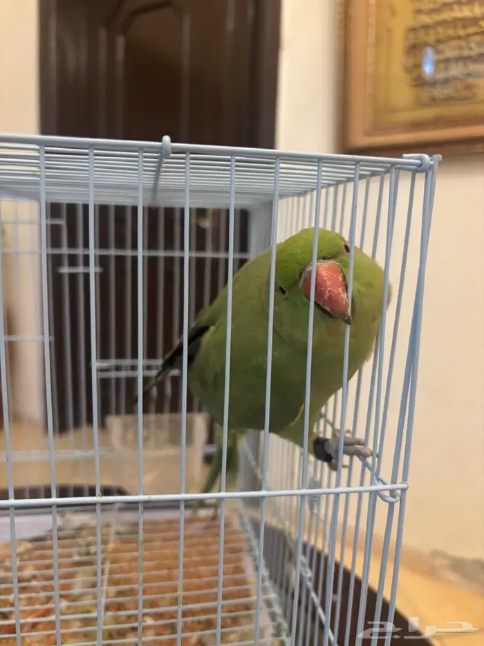 دره للبيع 1