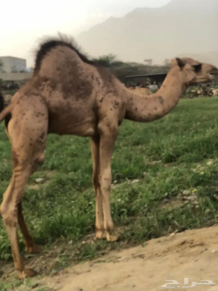 قعود اللبيع 1