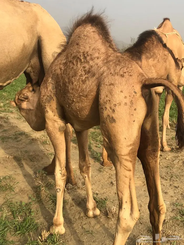 قعود اللبيع 0