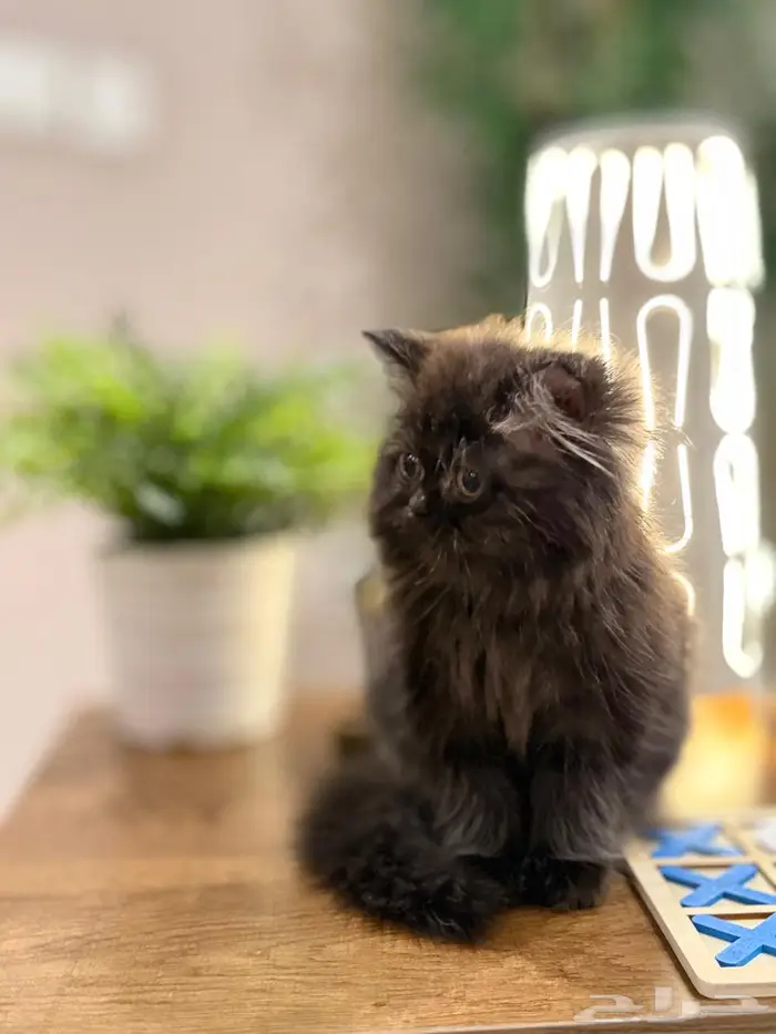 قطه صغيره فخمه ولون مميز 3