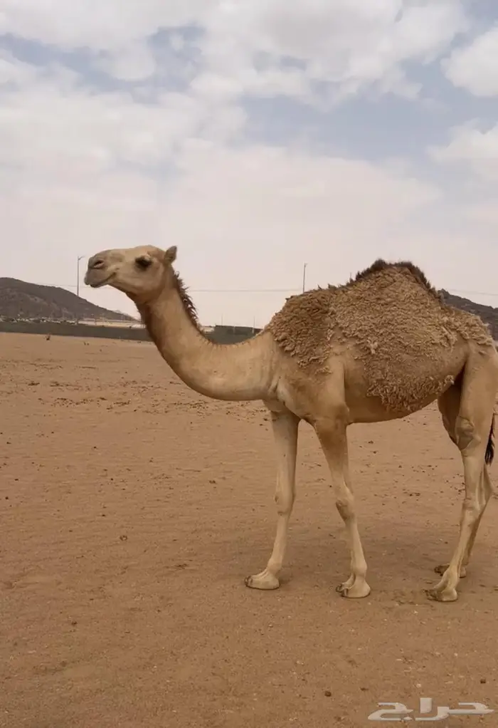 بكره للبيع كفو 0