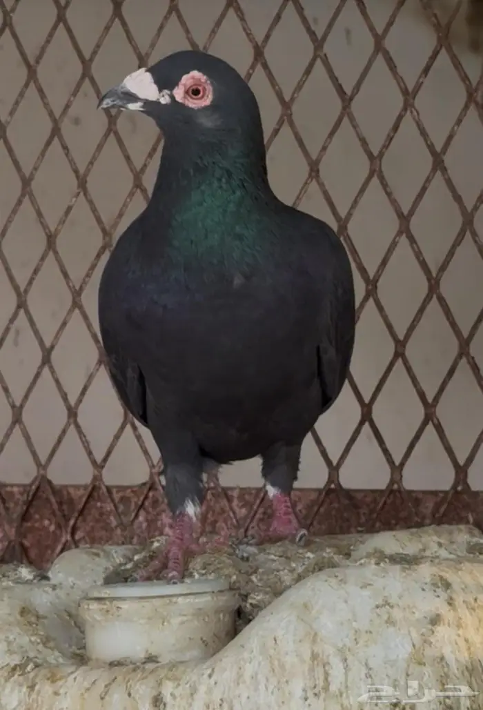 حمام زاجل اسود للبيع 1