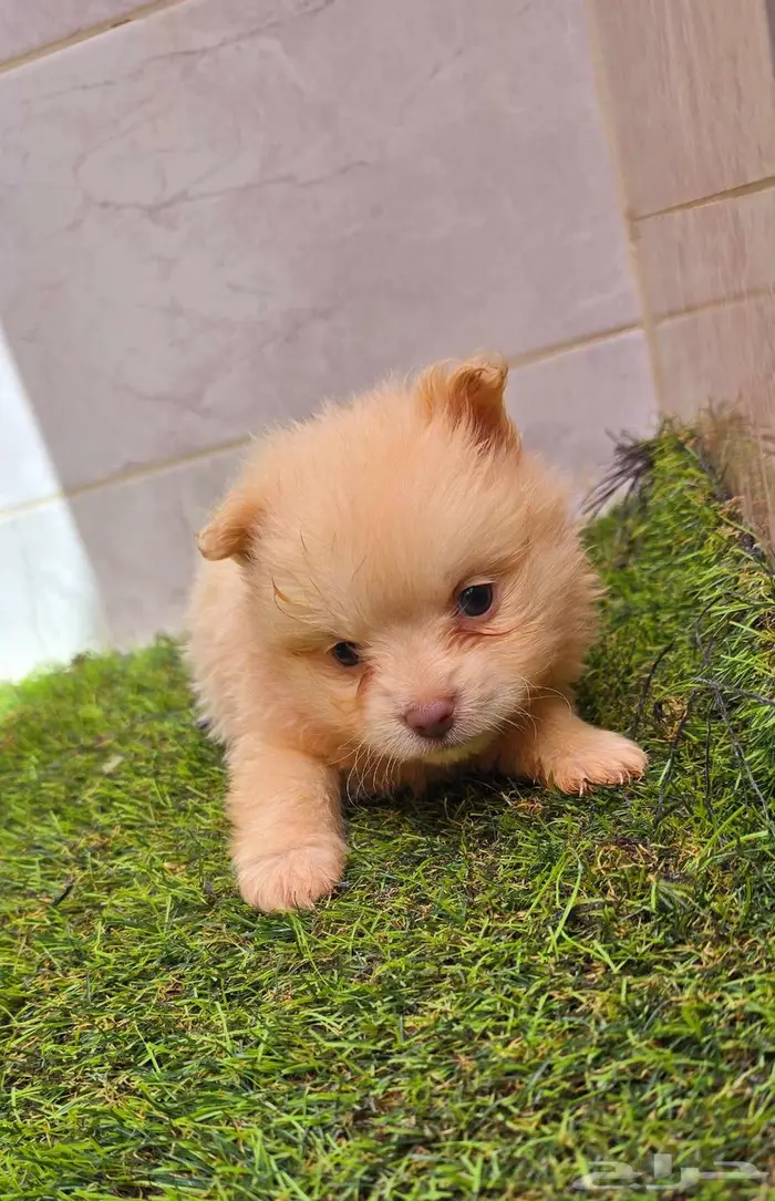 Pomeranian  mini toy poodle  shitzu  yorki  chiuaua 11
