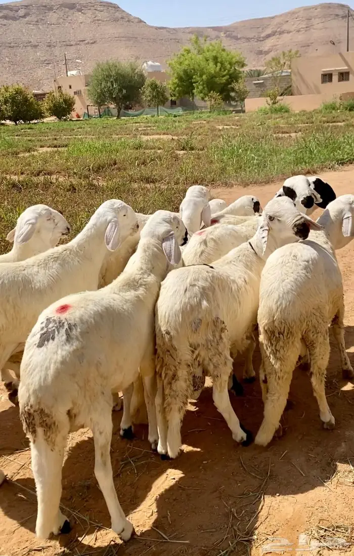 سواكن جذعان مرابي فل شحم. 1