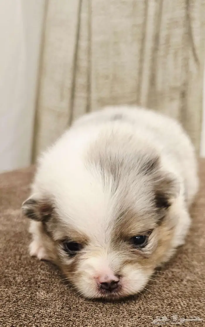 Pomeranian  mini toy poodle  shitzu  yorki  chiuaua 10