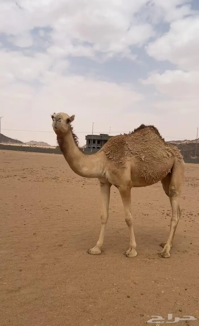 بكره للبيع كفو 1