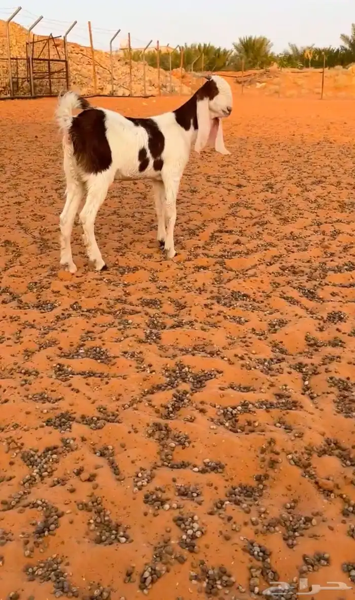 جفار مقنوي صنف 0